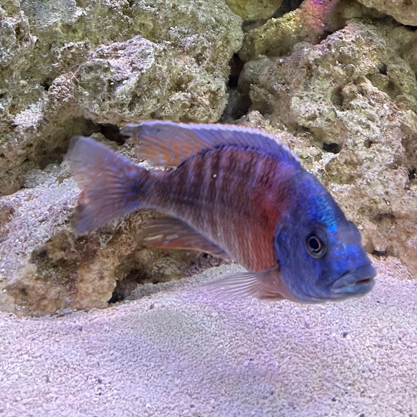the-fish-farm African Cichlid Fort Maguire African Cichlid - Red Shouldered Peacock Fort Maguire African Cichlid - The Fish Farm - Australia