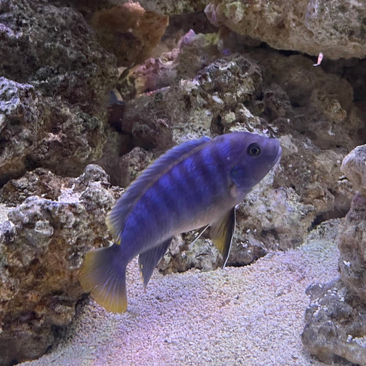 the-fish-farm African Cichlid Ice Blue Zebra African Cichlid - Greshakei Cichlid Buy Ice Blue Zebra Cichlid from The Fish Farm in Australia