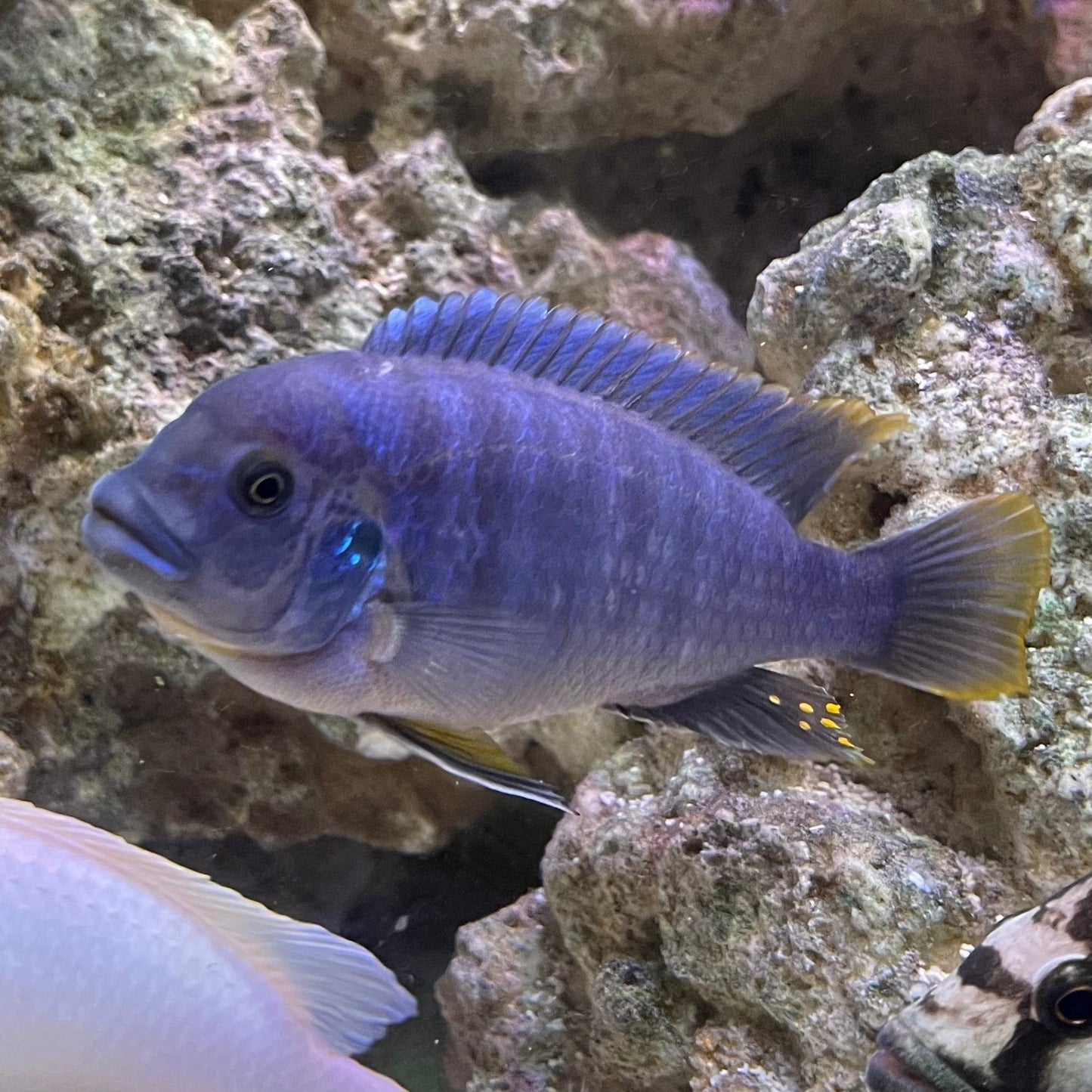 the-fish-farm African Cichlid Ice Blue Zebra African Cichlid - Greshakei Cichlid Buy Ice Blue Zebra Cichlid from The Fish Farm in Australia