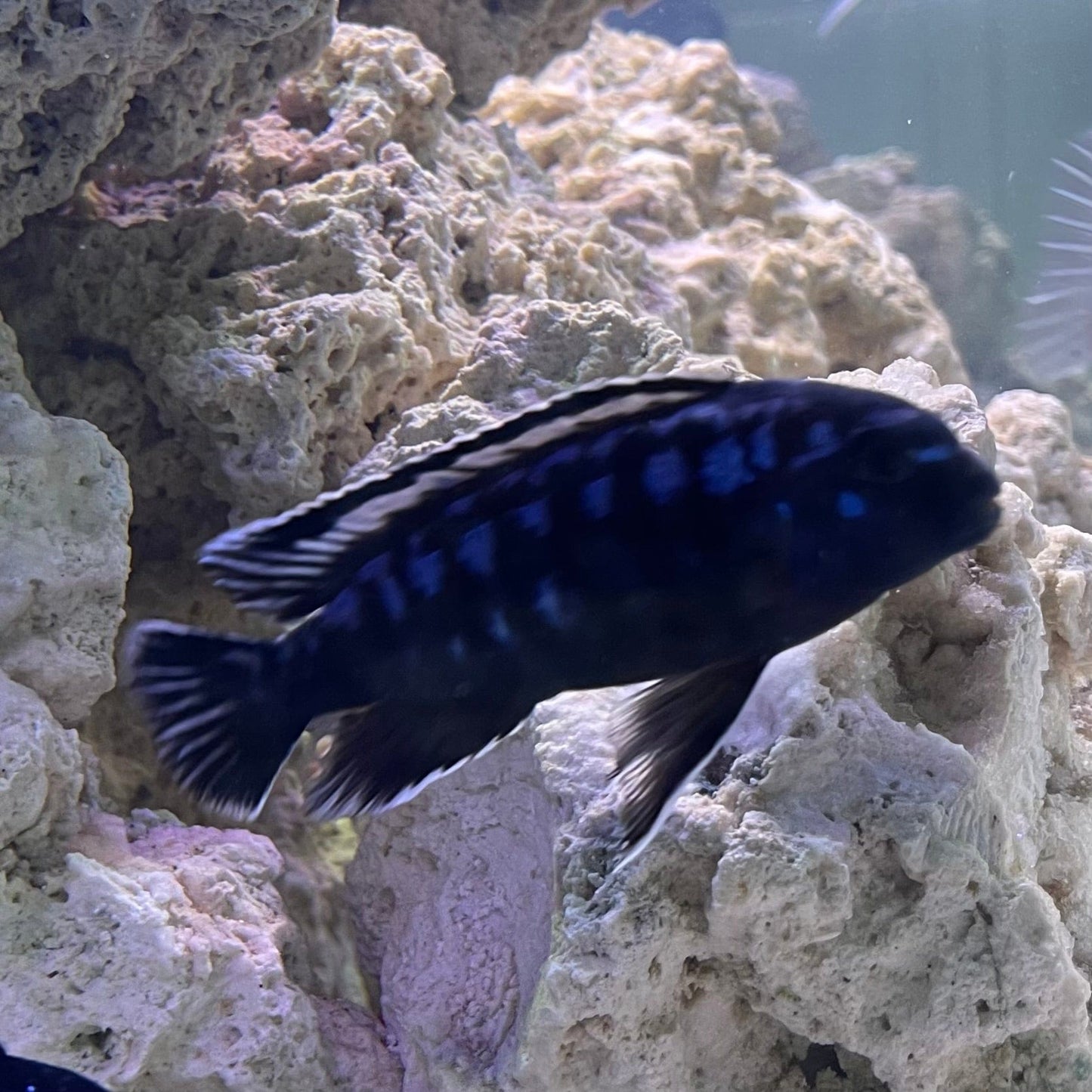the-fish-farm African Cichlid Interruptus African Cichlid Interruptus African Cichlid - The Fish Farm - Australia