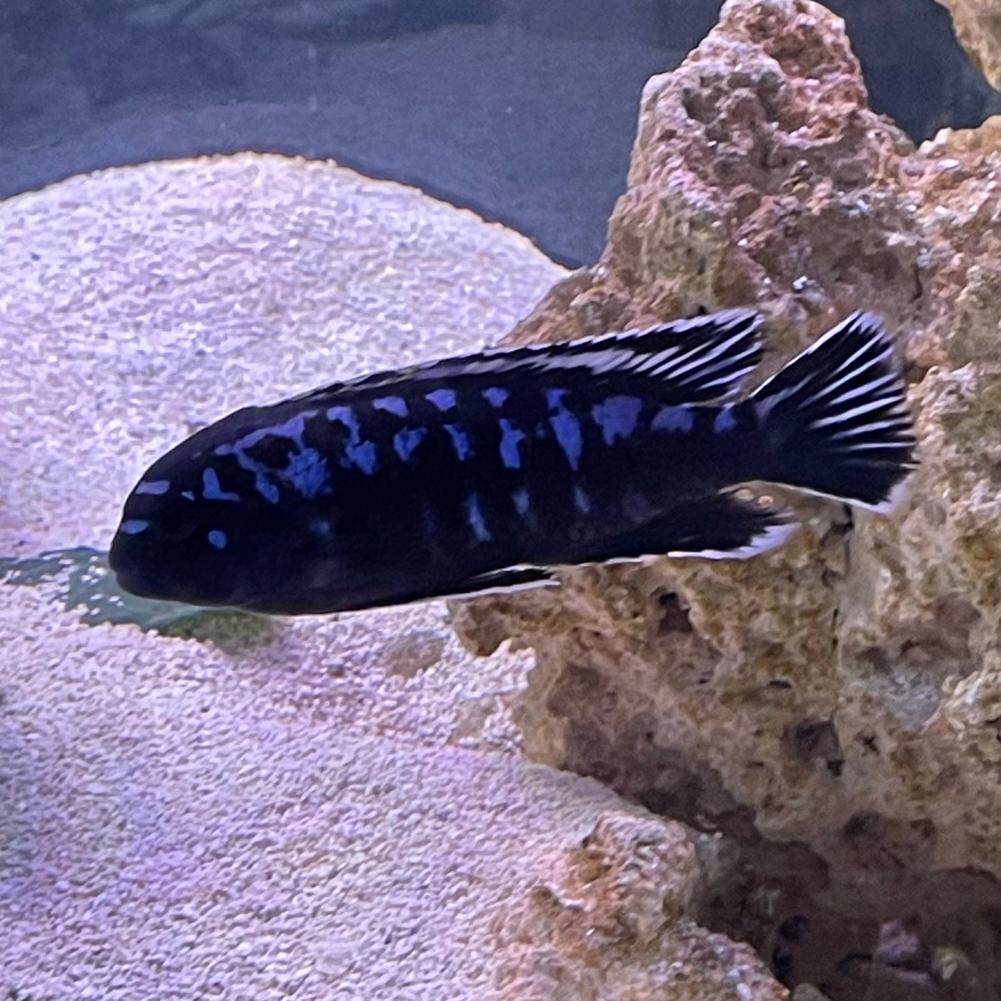 the-fish-farm African Cichlid Interruptus African Cichlid Interruptus African Cichlid - The Fish Farm - Australia