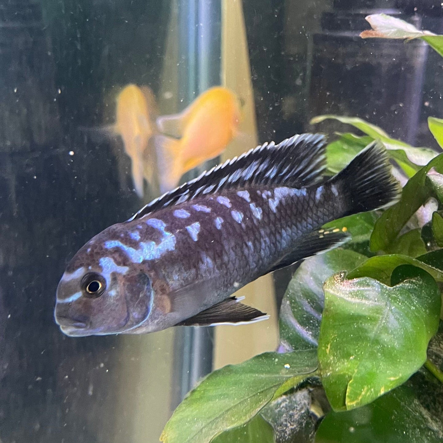 the-fish-farm African Cichlid Interruptus African Cichlid Interruptus African Cichlid - The Fish Farm - Australia