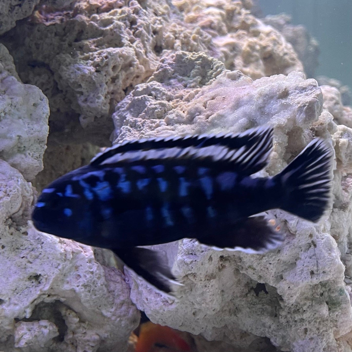 the-fish-farm African Cichlid Interruptus African Cichlid Interruptus African Cichlid - The Fish Farm - Australia