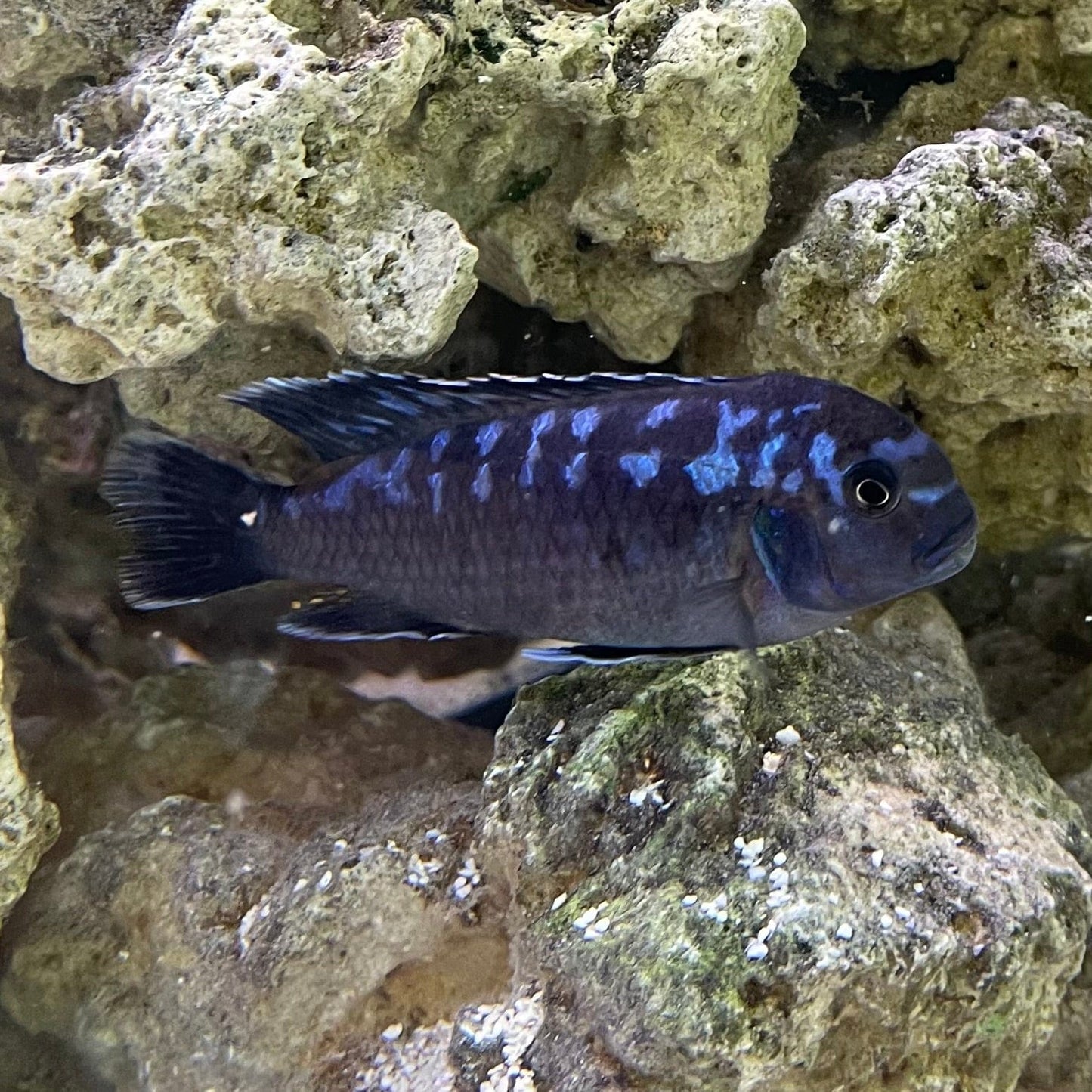 the-fish-farm African Cichlid Interruptus African Cichlid Interruptus African Cichlid - The Fish Farm - Australia