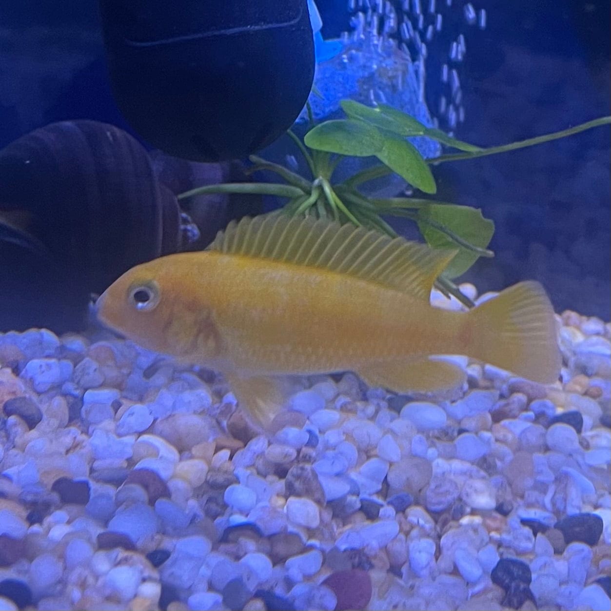 the-fish-farm African Cichlid Interruptus African Cichlid Interruptus African Cichlid - The Fish Farm - Australia