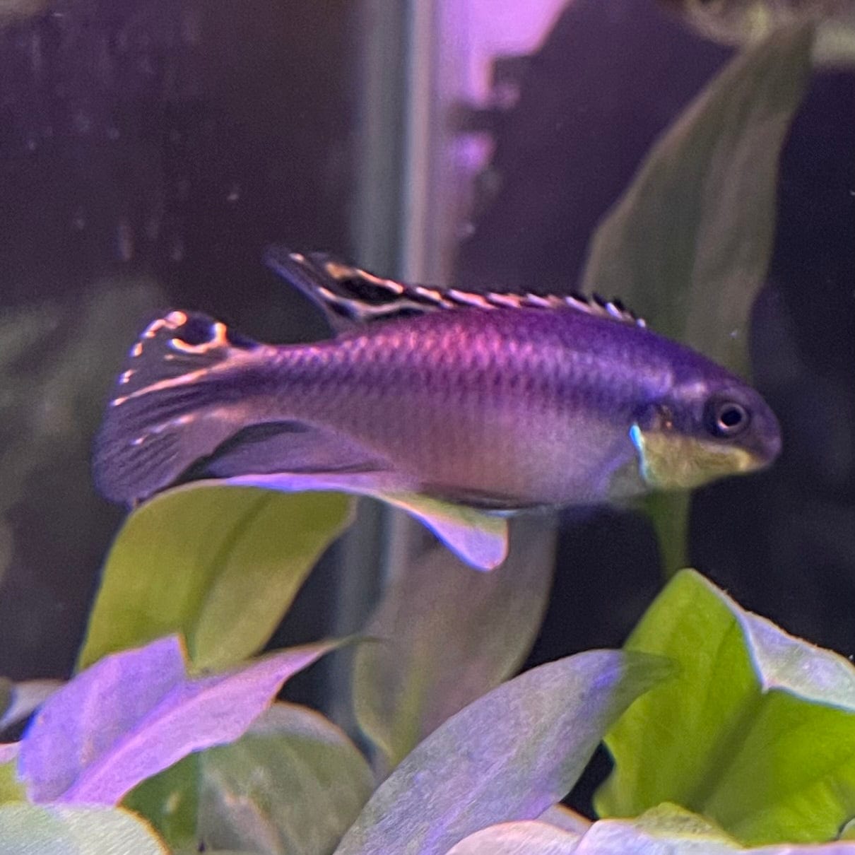 the-fish-farm African Cichlid Kribensis African Cichlid Kribensis - The Fish Farm