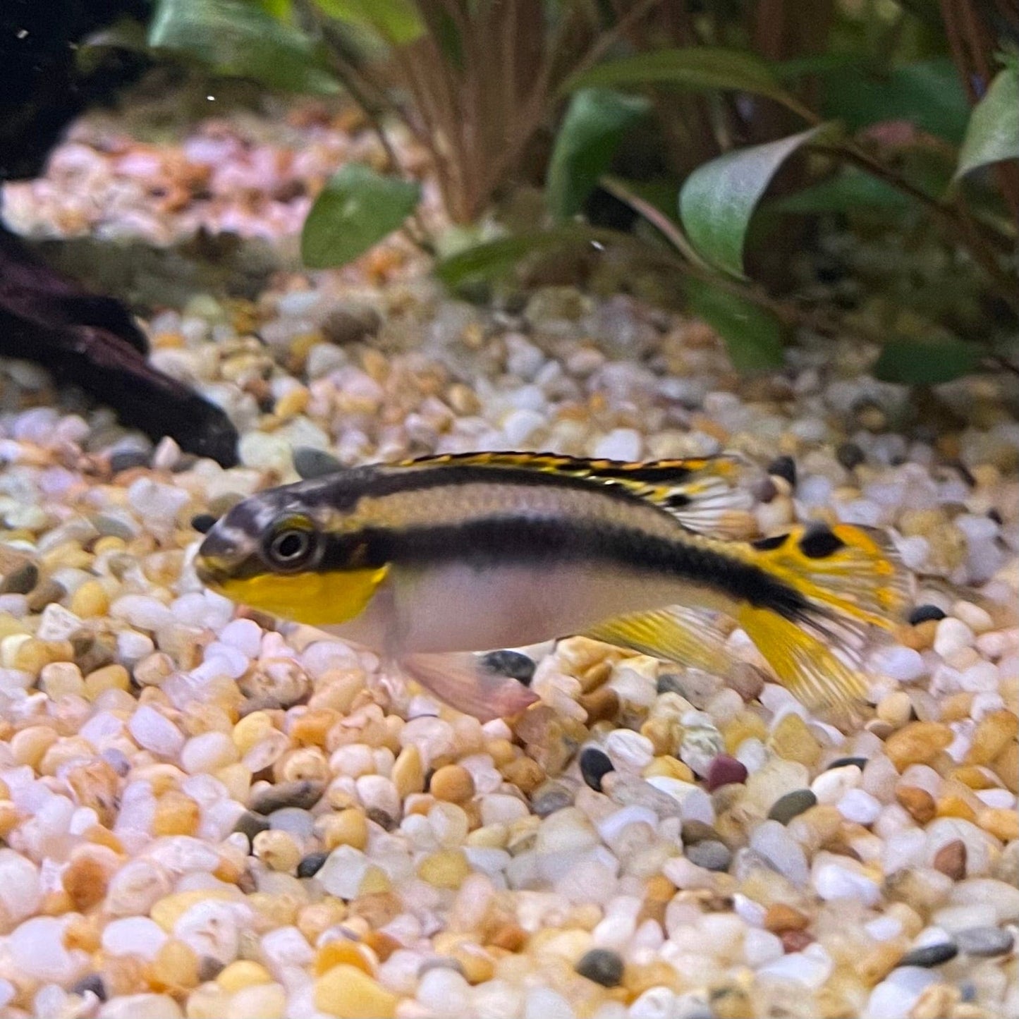 the-fish-farm African Cichlid Kribensis African Cichlid Kribensis - The Fish Farm