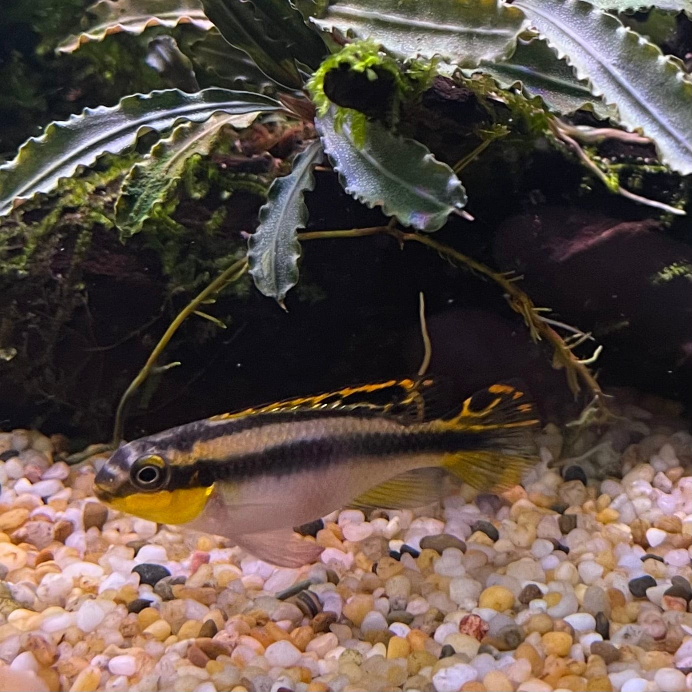 the-fish-farm African Cichlid Kribensis African Cichlid Kribensis - The Fish Farm