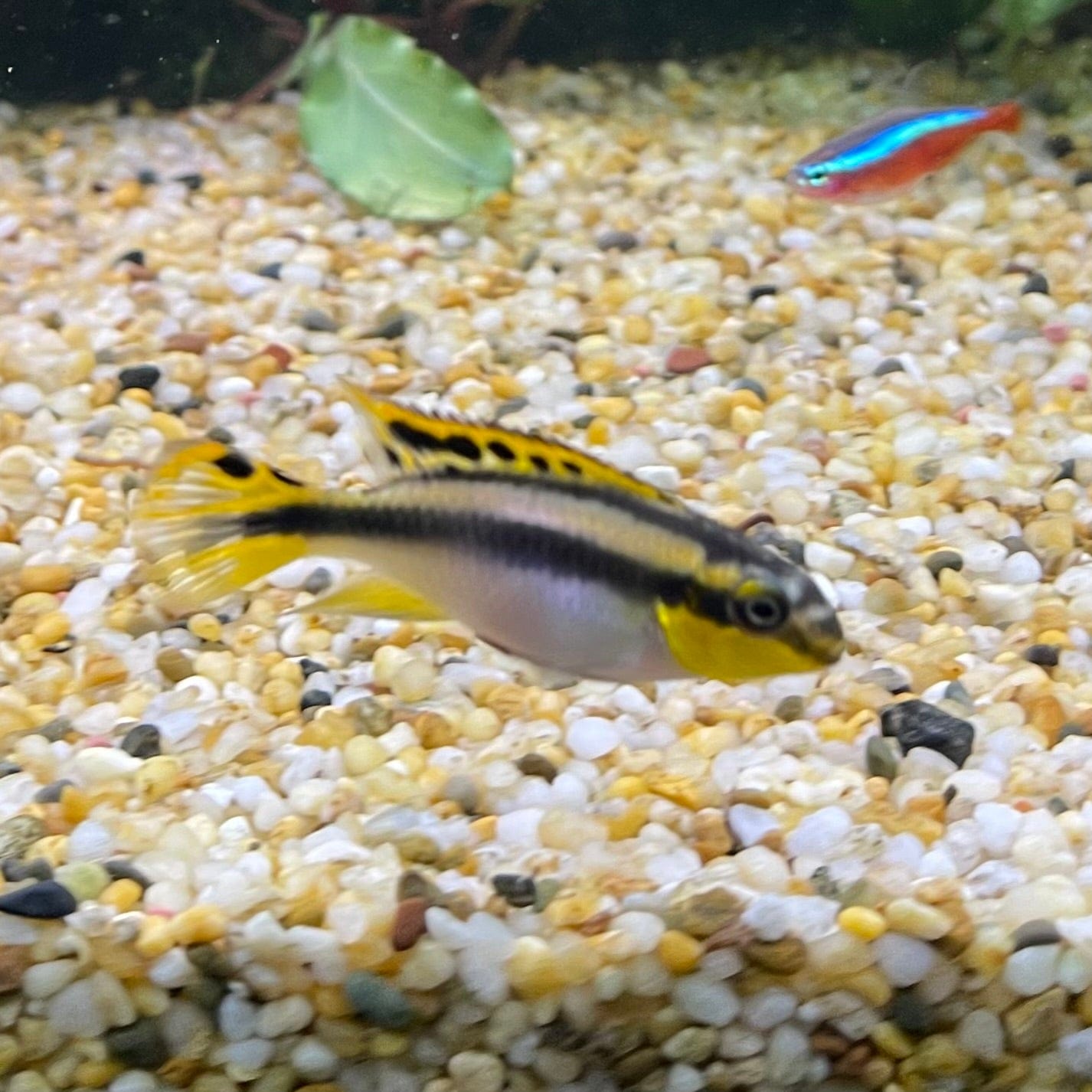 the-fish-farm African Cichlid Kribensis African Cichlid Kribensis - The Fish Farm