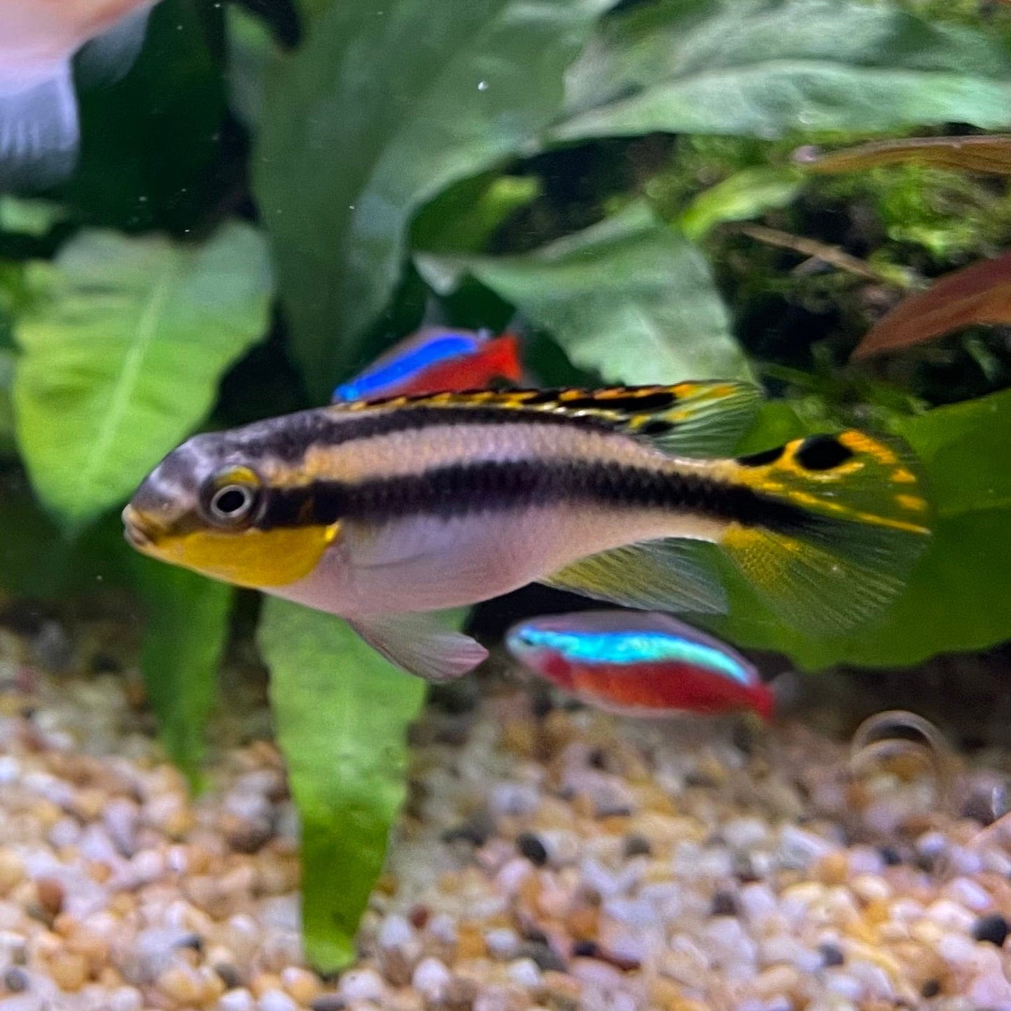 the-fish-farm African Cichlid Kribensis African Cichlid Kribensis - The Fish Farm