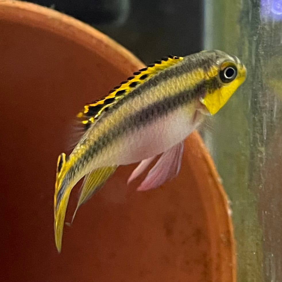 the-fish-farm African Cichlid Kribensis African Cichlid Kribensis - The Fish Farm