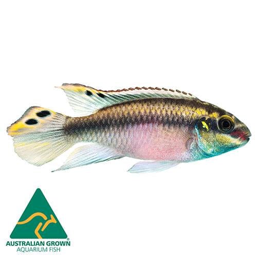 the-fish-farm African Cichlid Kribensis Cichlid Kribensis - The Fish Farm