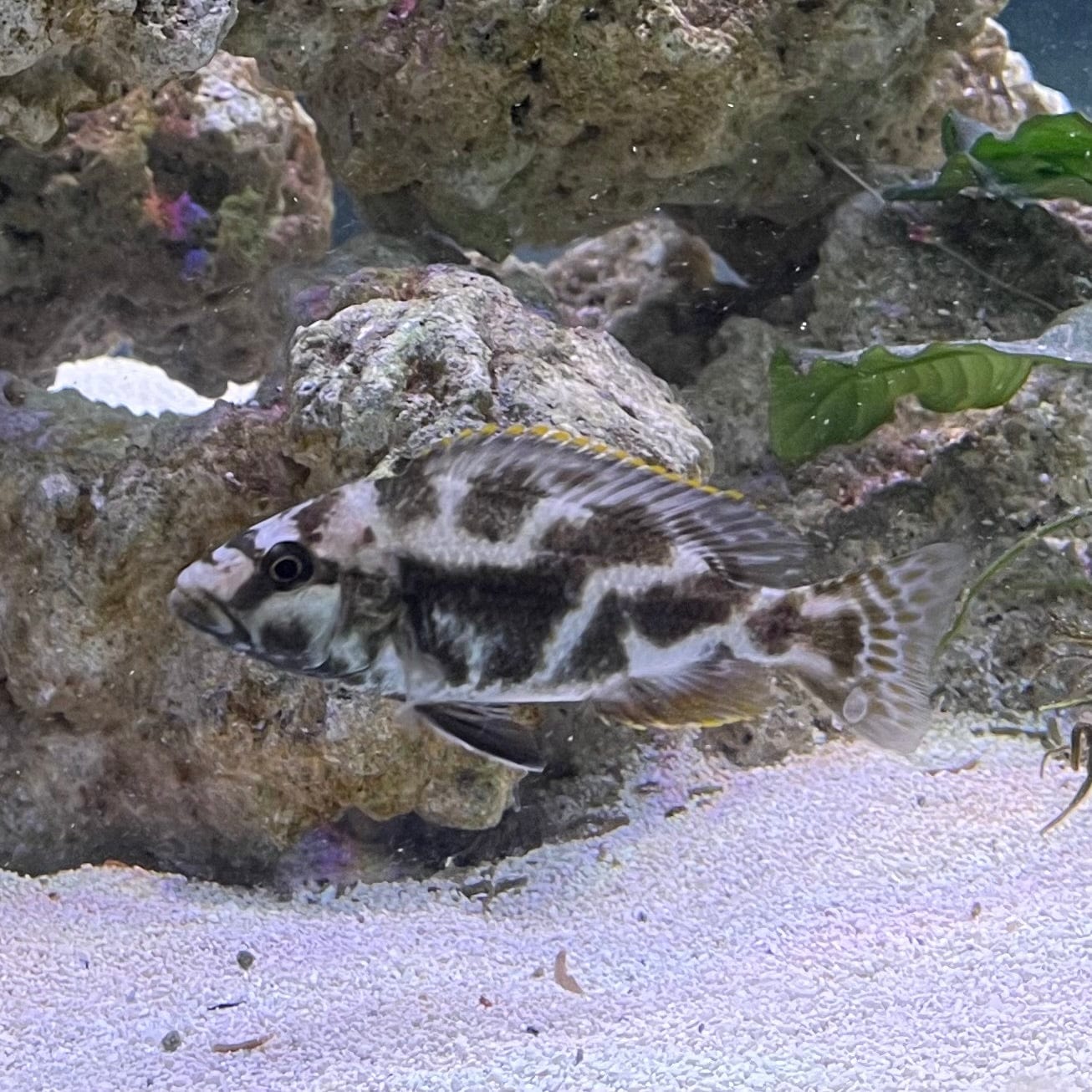 the-fish-farm African Cichlid Livingstonii African Cichlid 5cm Livingstonii Cichlid 5cm- The Fish Farm