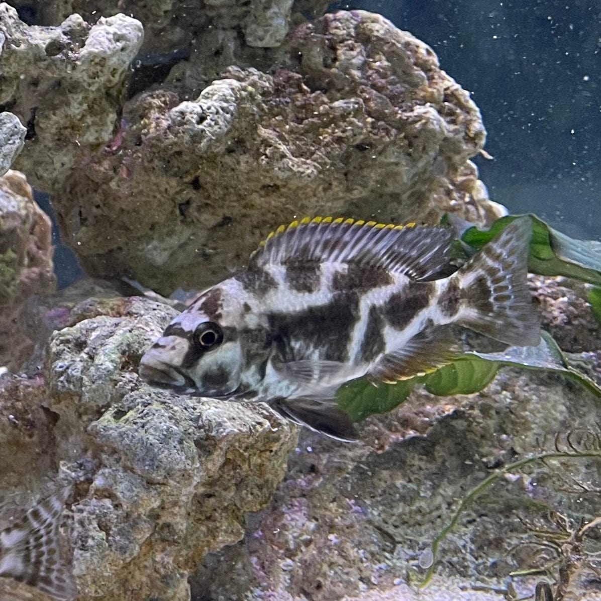 the-fish-farm African Cichlid Livingstonii African Cichlid 5cm Livingstonii Cichlid 5cm- The Fish Farm