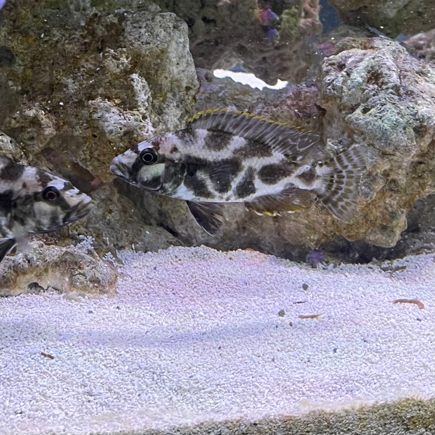 the-fish-farm African Cichlid Livingstonii African Cichlid 5cm Livingstonii Cichlid 5cm- The Fish Farm