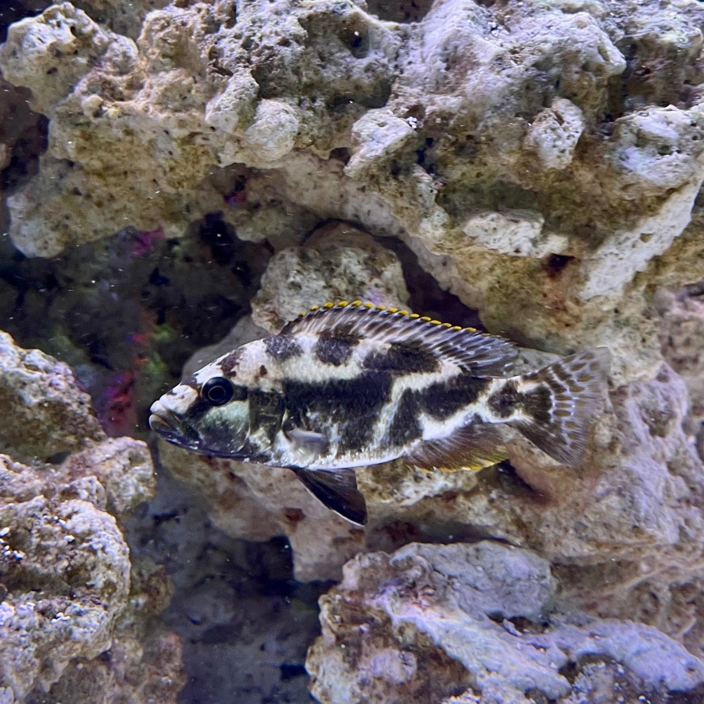 the-fish-farm African Cichlid Livingstonii African Cichlid 5cm Livingstonii Cichlid 5cm- The Fish Farm