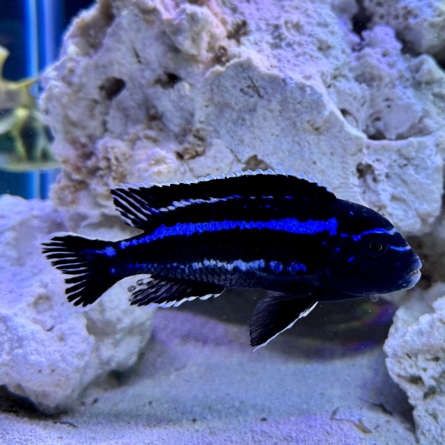 the-fish-farm African Cichlid Maingano African Cichlid Maingano African Cichlid - The Fish Farm Australia