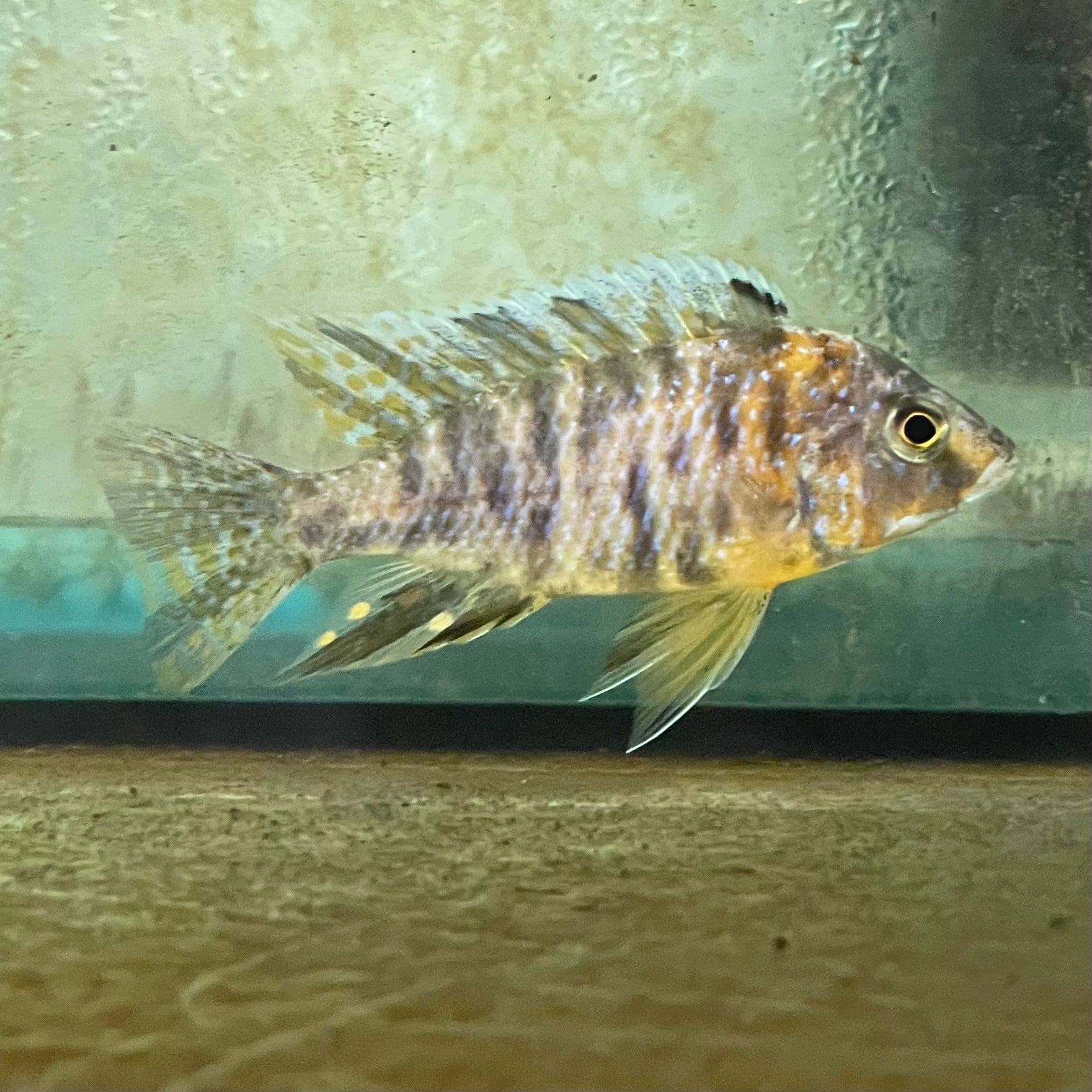 the-fish-farm African Cichlid OB Marbled Peacock Cichlid - African Cichlid Buy OB Peacock Cichlid from The Fish Farm to your door