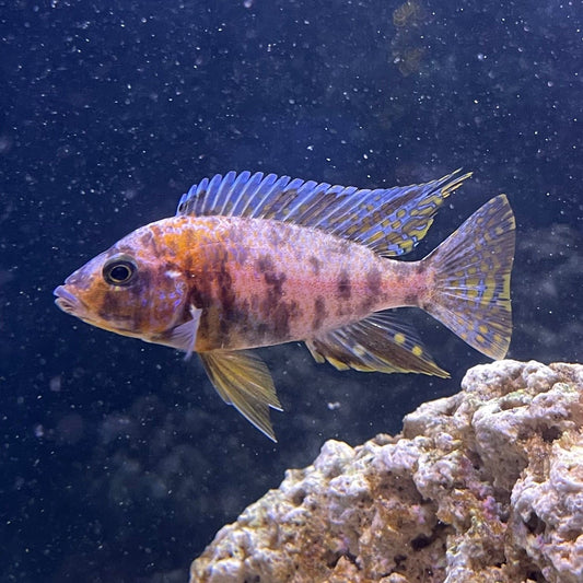 the-fish-farm African Cichlid OB Marbled Peacock Cichlid - African Cichlid Buy OB Peacock Cichlid from The Fish Farm to your door