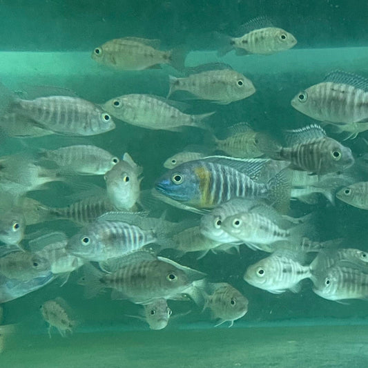 the-fish-farm African Cichlid Peacock Cichlid - Eureka Red - African Cichlid Peacock Cichlid Eureka Red - The Fish Farm