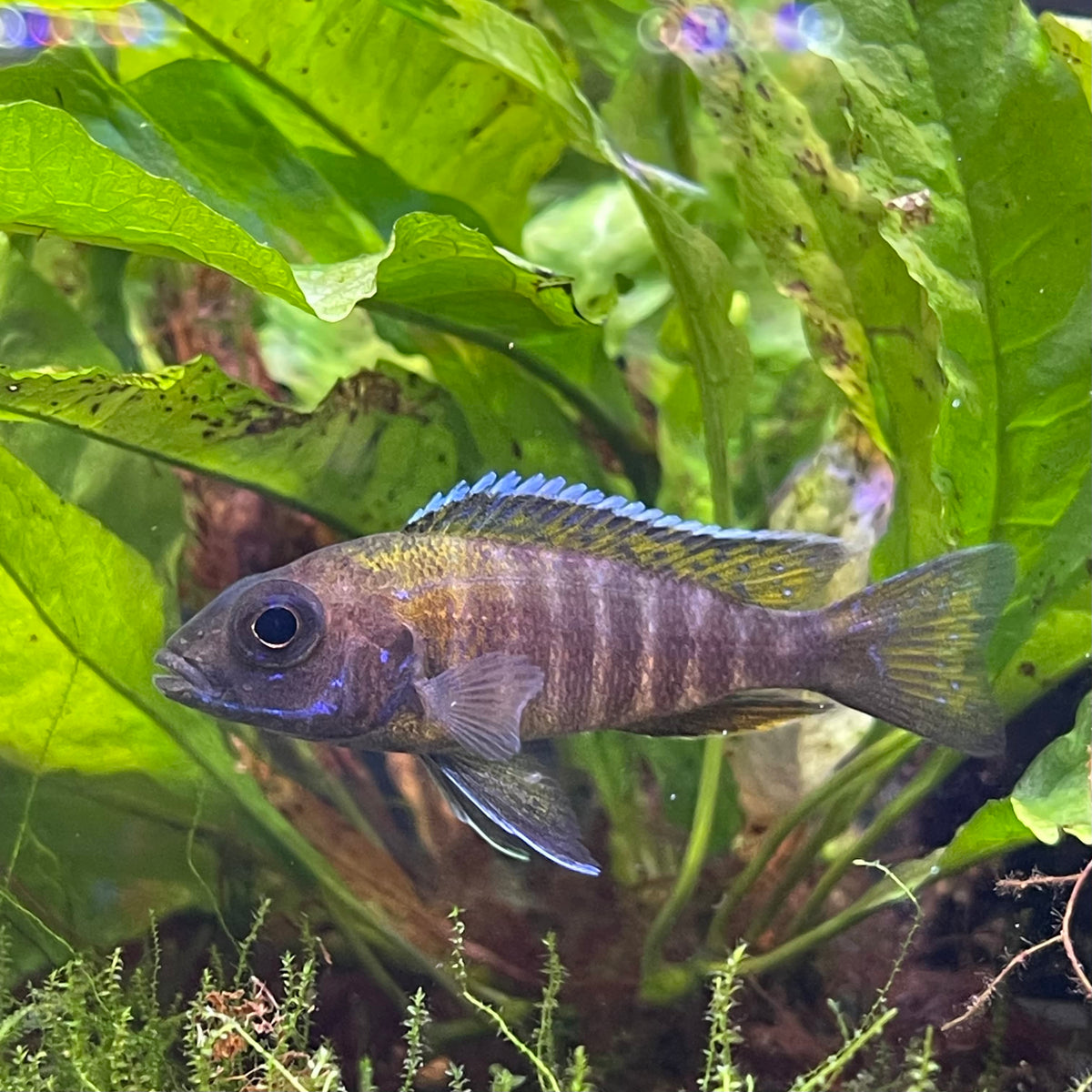 the-fish-farm African Cichlid Peacock Cichlid - Eureka Red - African Cichlid Peacock Cichlid Eureka Red - The Fish Farm