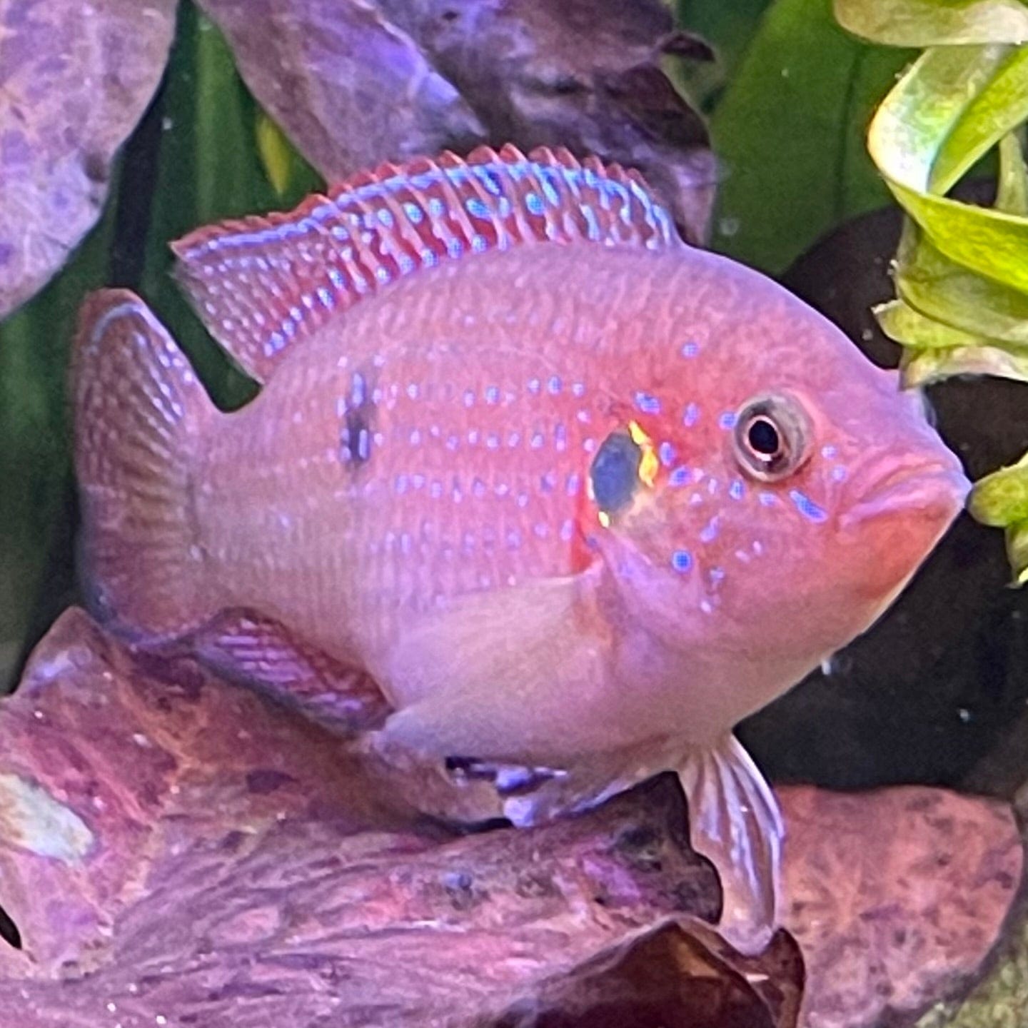 the-fish-farm African Cichlid Red Forest Jewel African Cichild Red Forest Jewel Cichlid - The Fish Farm