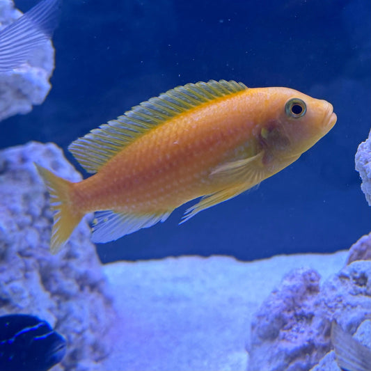 the-fish-farm African Cichlid Red Zebra African Cichlid Red Zebra Cichlid - The Fish Farm