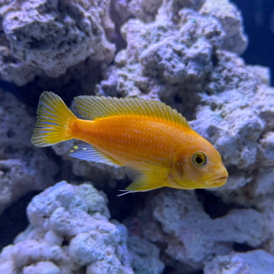 the-fish-farm African Cichlid Red Zebra African Cichlid Red Zebra Cichlid - The Fish Farm