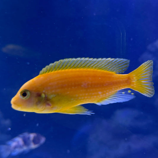 the-fish-farm African Cichlid Red Zebra African Cichlid Red Zebra Cichlid - The Fish Farm