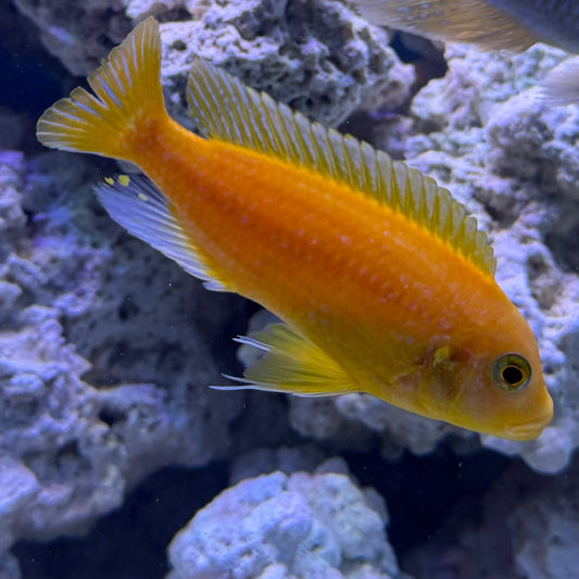 the-fish-farm African Cichlid Red Zebra African Cichlid Red Zebra Cichlid - The Fish Farm