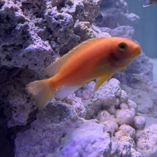 the-fish-farm African Cichlid Red Zebra African Cichlid Red Zebra Cichlid - The Fish Farm