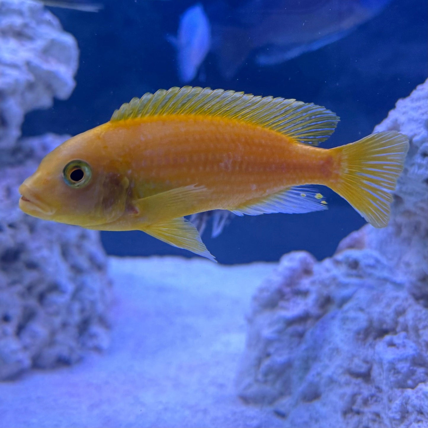 the-fish-farm African Cichlid Red Zebra African Cichlid Red Zebra Cichlid - The Fish Farm