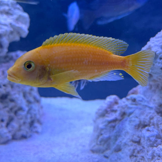 the-fish-farm African Cichlid Red Zebra African Cichlid Red Zebra Cichlid - The Fish Farm