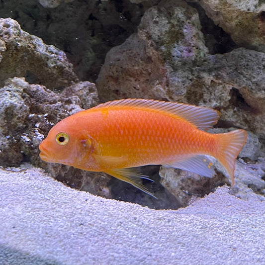 the-fish-farm African Cichlid Red Zebra African Cichlid Red Zebra Cichlid - The Fish Farm