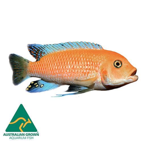 the-fish-farm African Cichlid Red Zebra Cichlid Red Zebra Cichlid - The Fish Farm