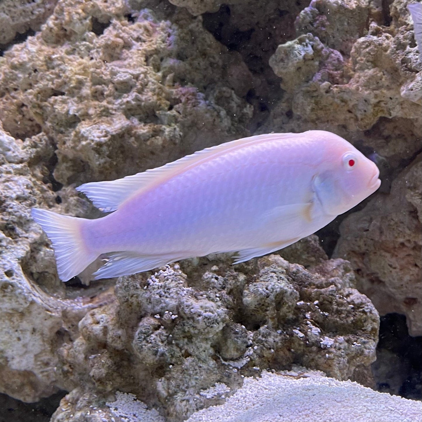 the-fish-farm African Cichlid Snow White African Cichlid Snow White African Cichlids - The Fish Farm