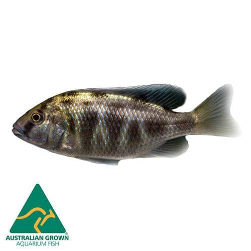the-fish-farm African Cichlid Venustus African Cichlid Venustus Cichlid  - The Fish Farm