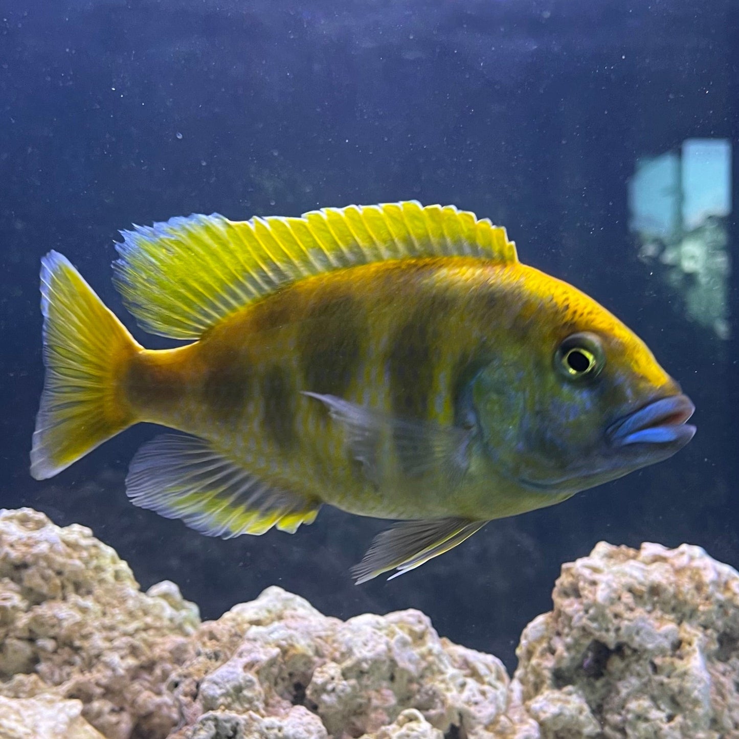 the-fish-farm African Cichlid Venustus African Cichlid Venustus Cichlid  - The Fish Farm