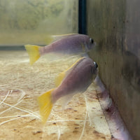 the-fish-farm African Cichlid Yellow Tail Acei African Cichlid Buy Yellow Tail Acei African Cichlid from The Fish Farm Australia