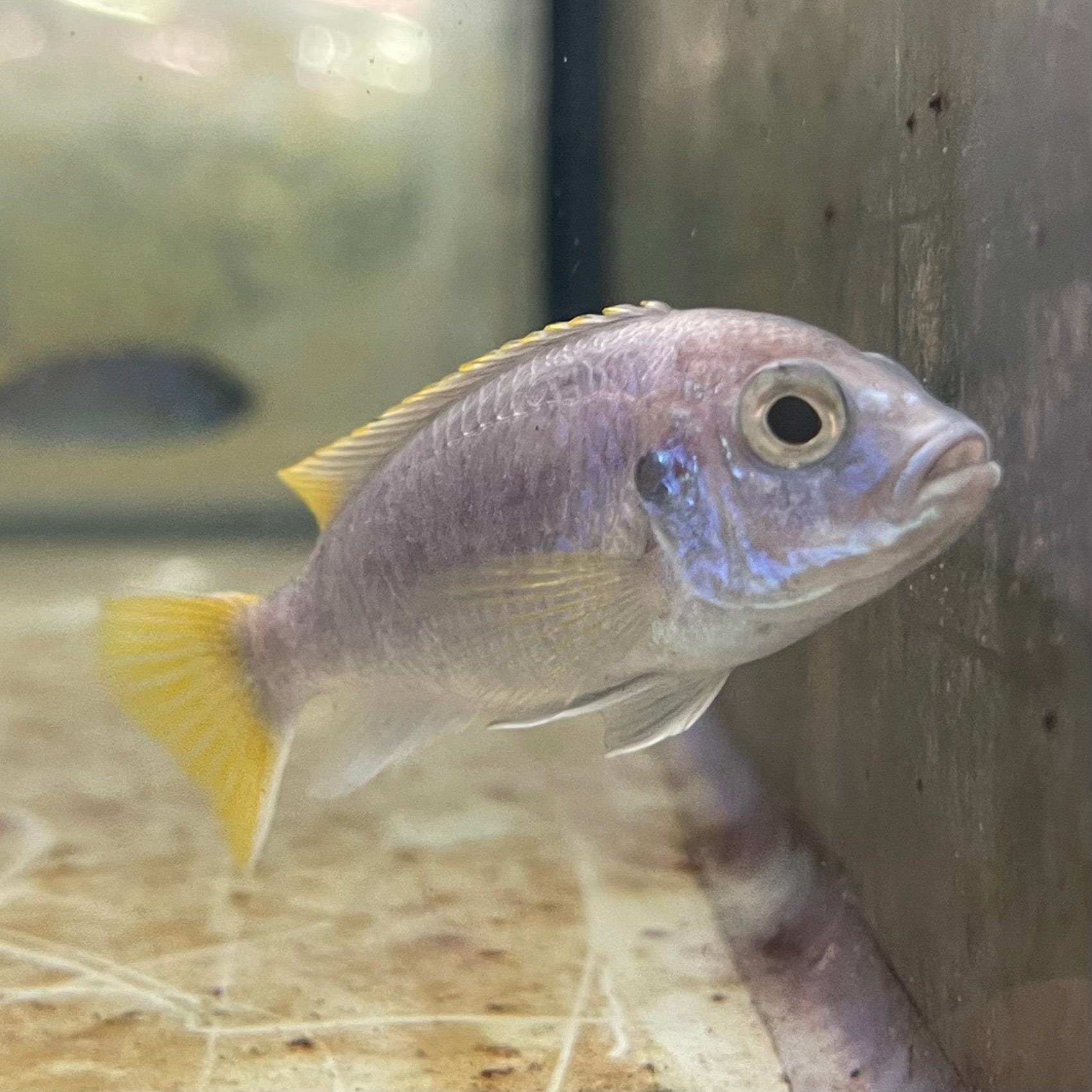 the-fish-farm African Cichlid Yellow Tail Acei African Cichlid Buy Yellow Tail Acei African Cichlid from The Fish Farm Australia