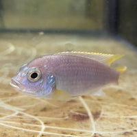 the-fish-farm African Cichlid Yellow Tail Acei African Cichlid Buy Yellow Tail Acei African Cichlid from The Fish Farm Australia