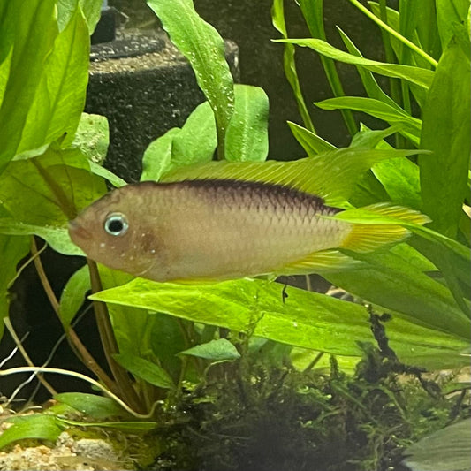 the-fish-farm American Cichlid Apistogramma Agassizii "Gold" American Cichlid 4-5cm Buy Apistogramma Agassizii Gold American Cichlid  - The Fish Farm