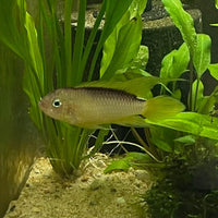 the-fish-farm American Cichlid Apistogramma Agassizii "Gold" American Cichlid 4-5cm Buy Apistogramma Agassizii Gold American Cichlid  - The Fish Farm
