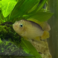 the-fish-farm American Cichlid Apistogramma Agassizii "Gold" American Cichlid 4-5cm Buy Apistogramma Agassizii Gold American Cichlid  - The Fish Farm
