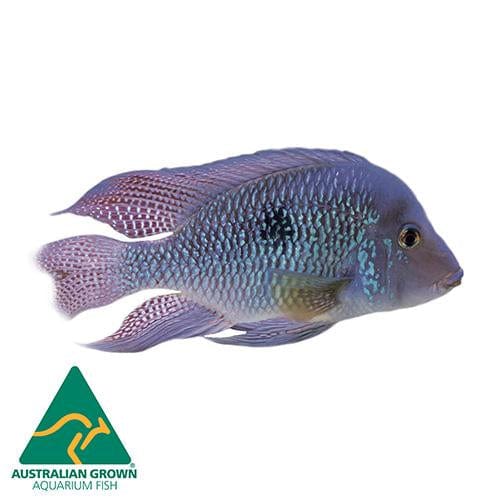 the-fish-farm American Cichlid Braziliensis American Cichlid Braziliensis Cichlid- The Fish Farm