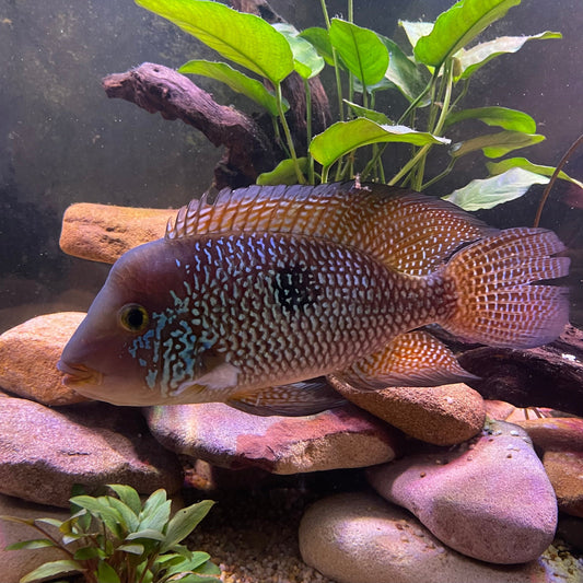 the-fish-farm American Cichlid Braziliensis American Cichlid Braziliensis Cichlid- The Fish Farm