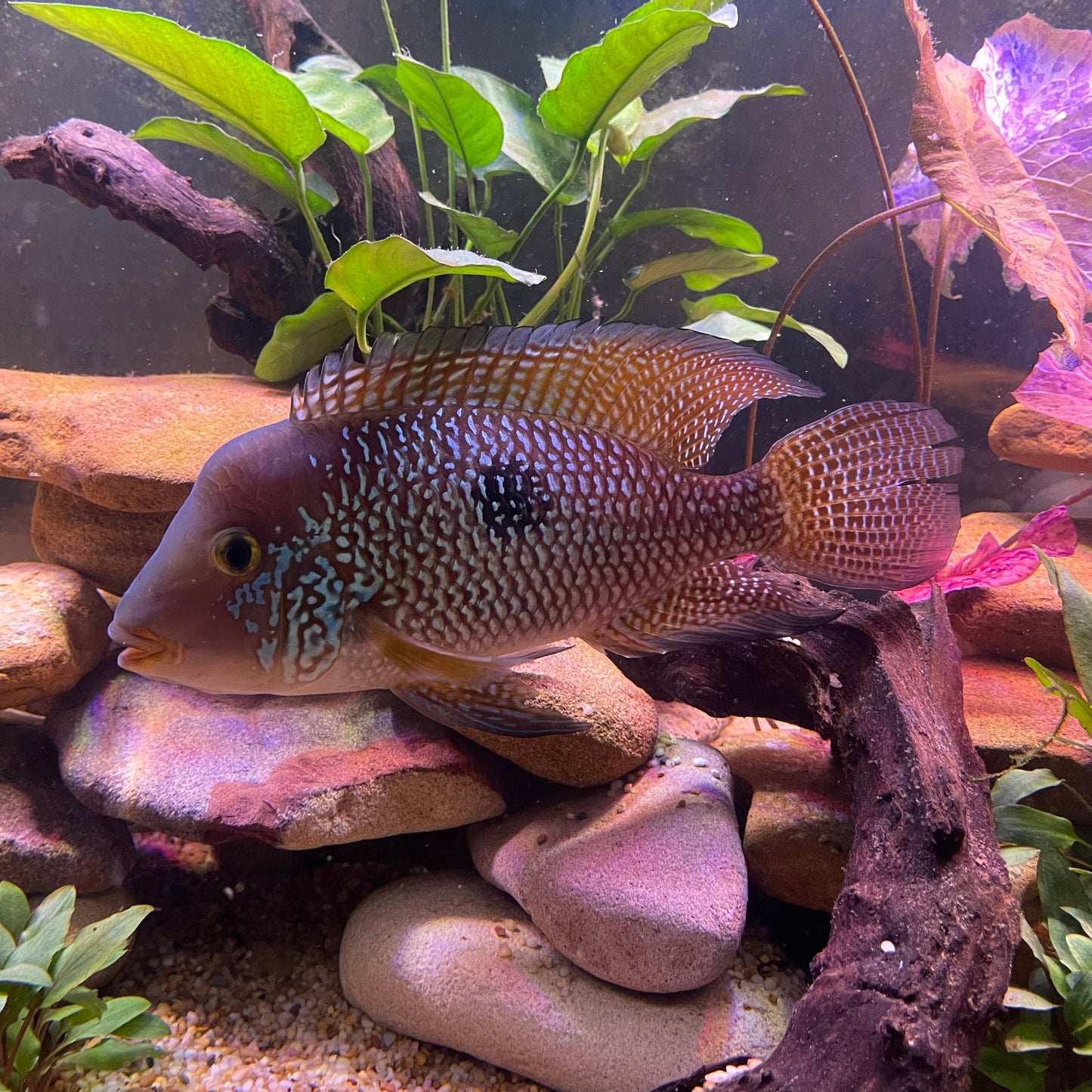 the-fish-farm American Cichlid Braziliensis American Cichlid Braziliensis Cichlid- The Fish Farm