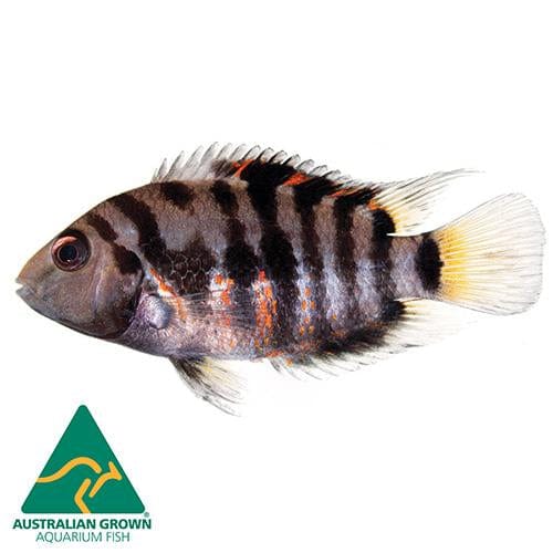 the-fish-farm American Cichlid Convict Cichlid Convict Cichlid - The Fish Farm
