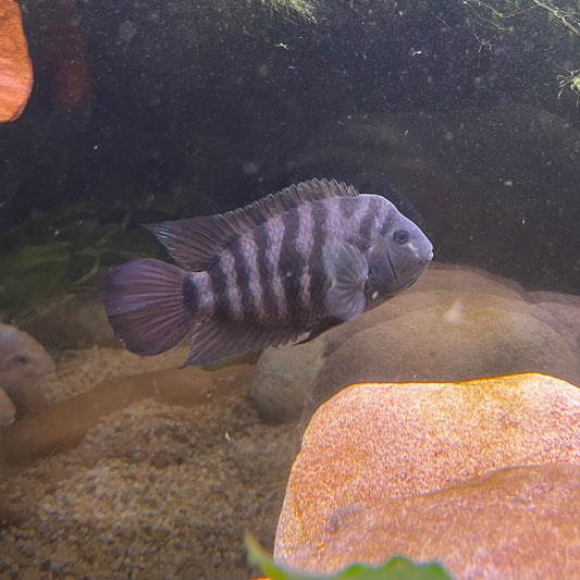 the-fish-farm American Cichlid Convict Cichlid - American Cichlid Convict Cichlid - The Fish Farm