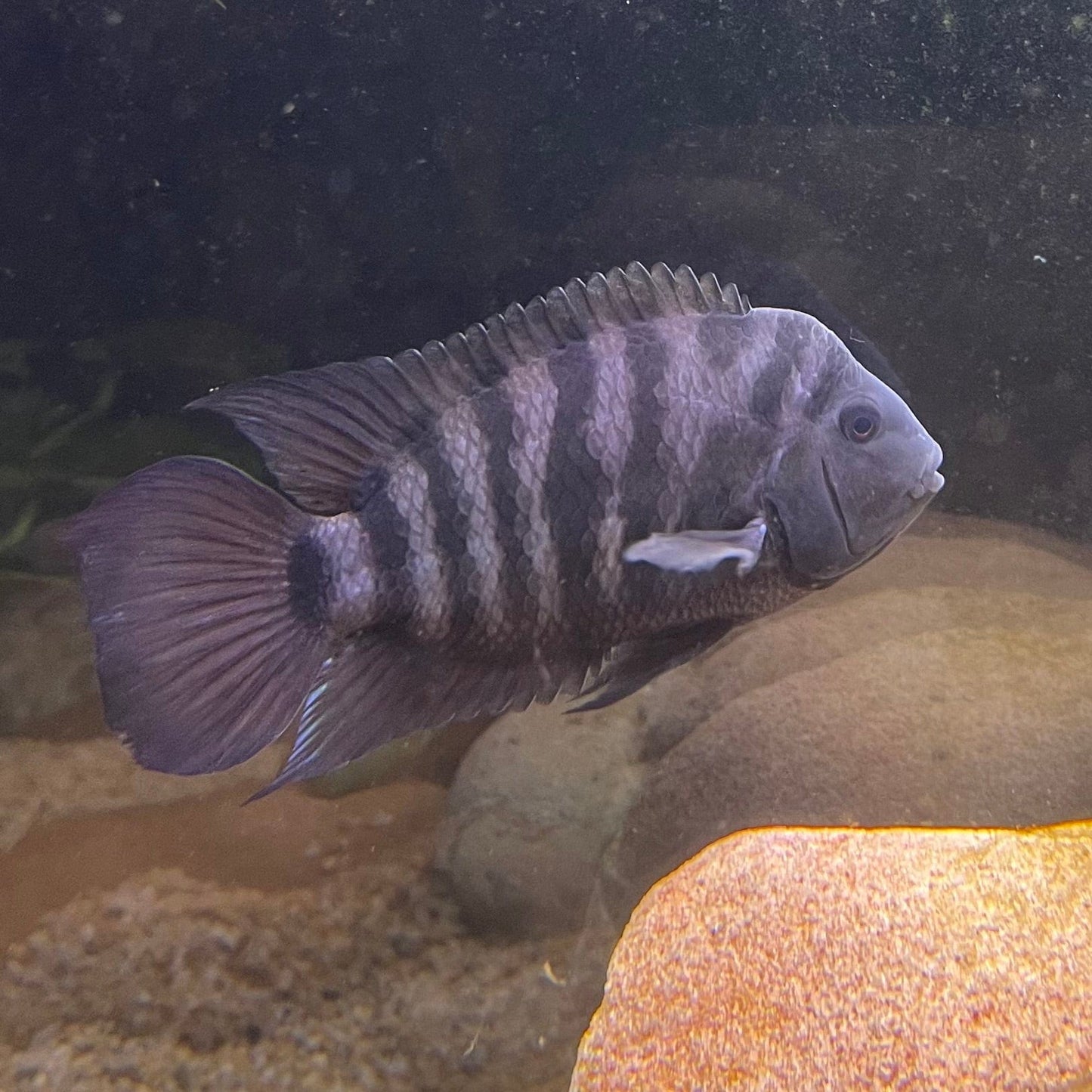 the-fish-farm American Cichlid Convict Cichlid - American Cichlid Convict Cichlid - The Fish Farm